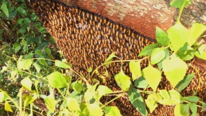 മഠത്തും ഭാഗത്ത്   ഭീമൻ തേനീച്ചക്കൂട്ടം 