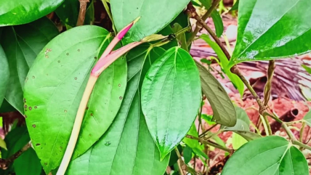 തിരുവാതിര ഞാറ്റുവേല ഇന്നു മുതൽ തിരുവാതിര ഞാറ്റുവേല ഇന്നു മുതൽ