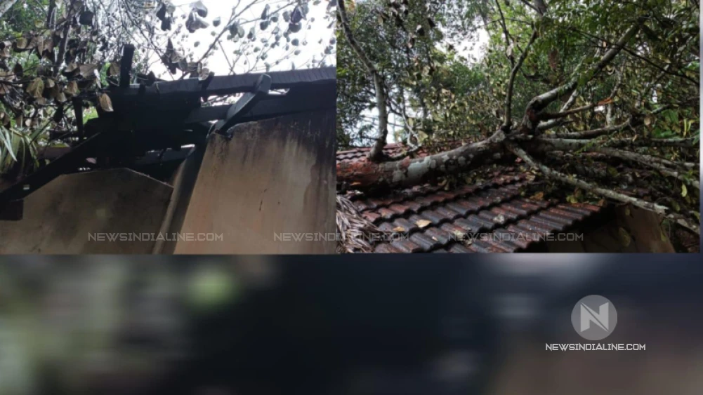കാറ്റിൽ   പ്ലാവ് വീണു  വീട് തകർന്നു.
