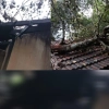 കാറ്റിൽ   പ്ലാവ് വീണു  വീട് തകർന്നു.