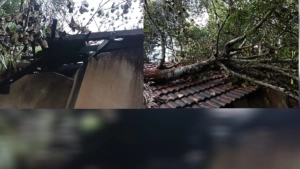 കാറ്റിൽ   പ്ലാവ് വീണു  വീട് തകർന്നു.